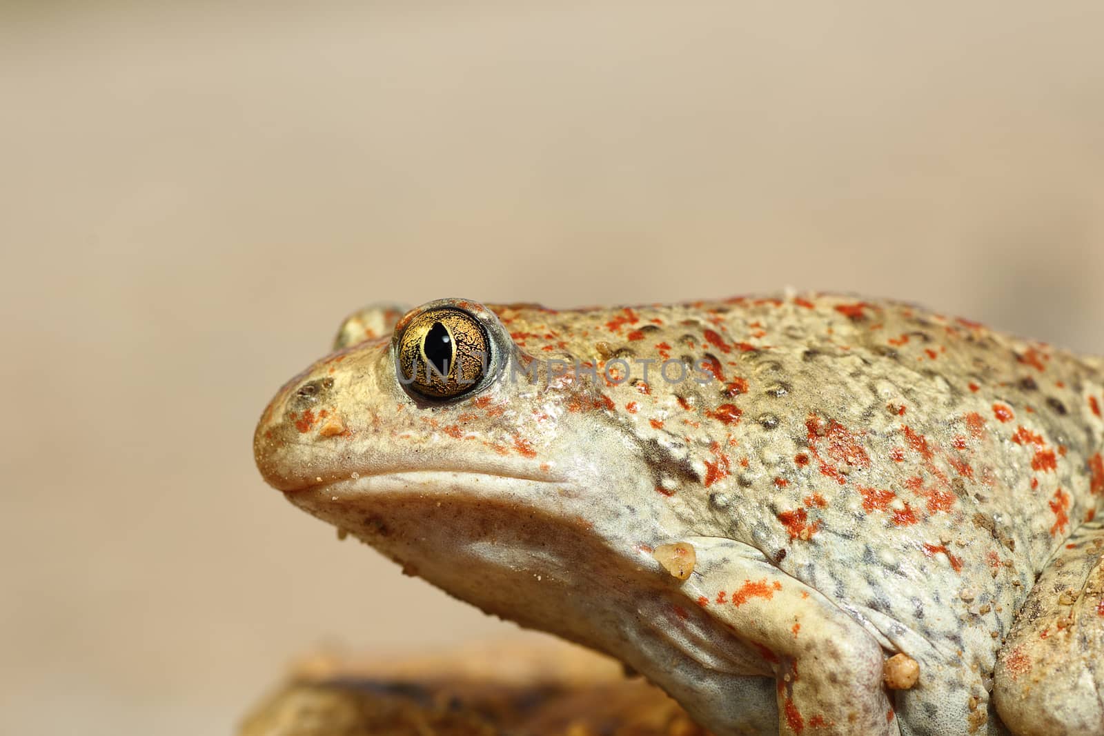 macro image of common spadefoot toad ( Pelobates fuscus )