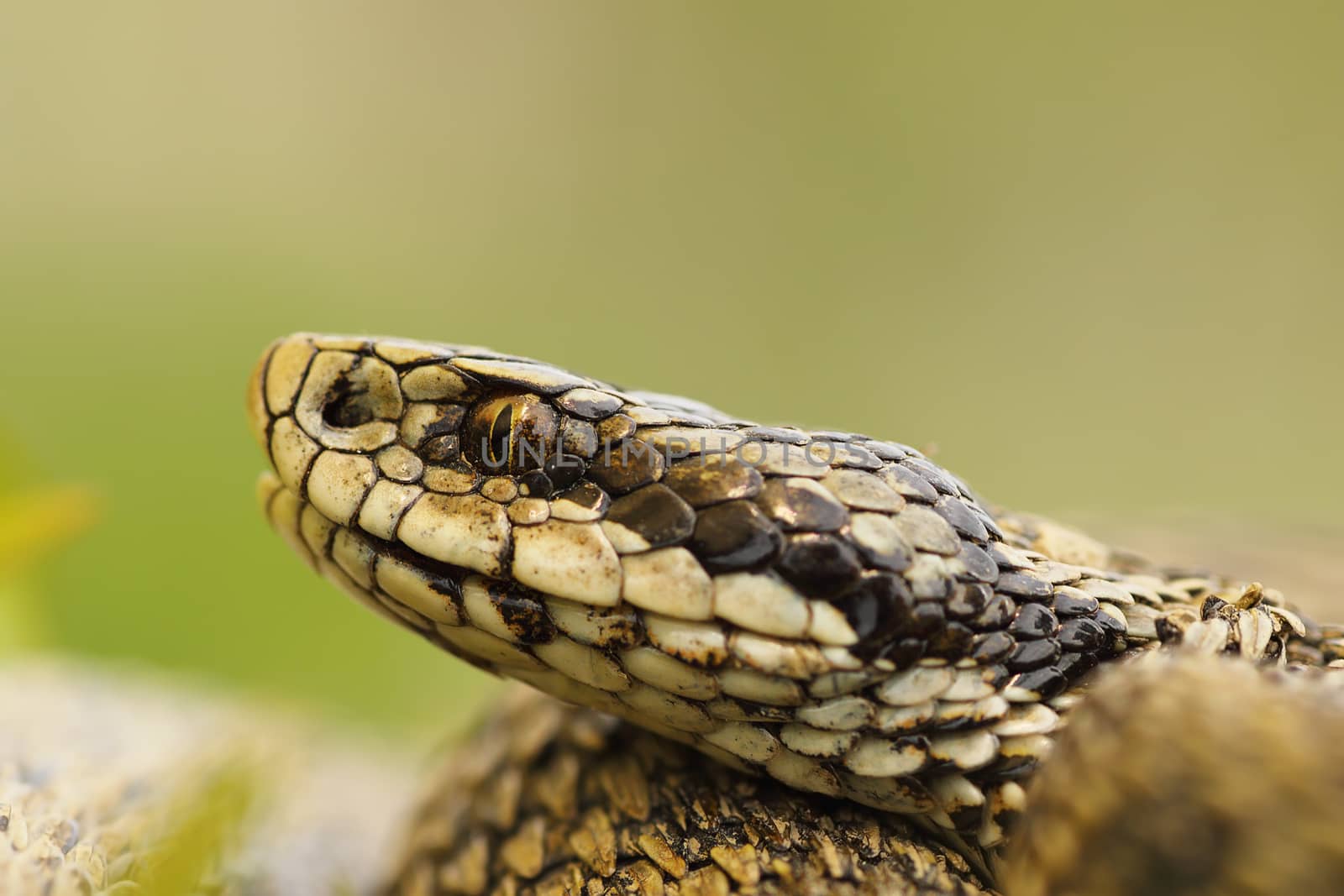 macro image of hungarian meadow viper head by taviphoto