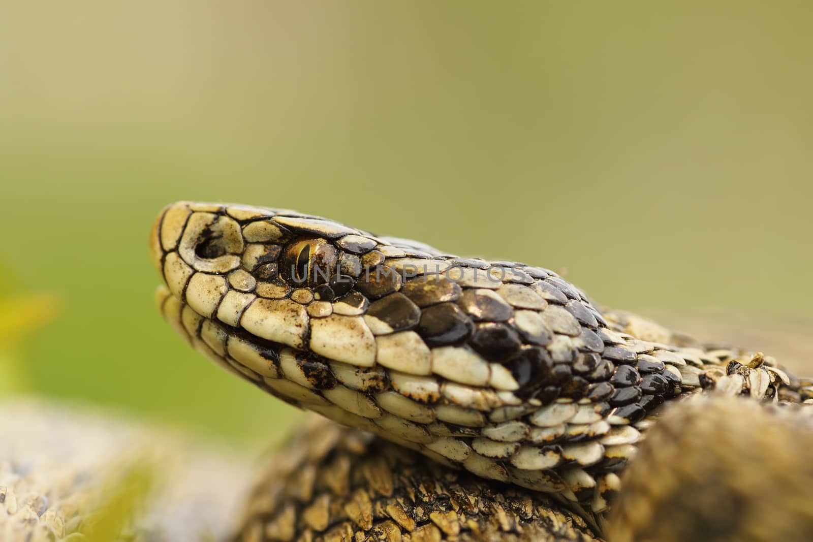 macro image of hungarian meadow viper head ( Vipera ursinii rakosiensis )