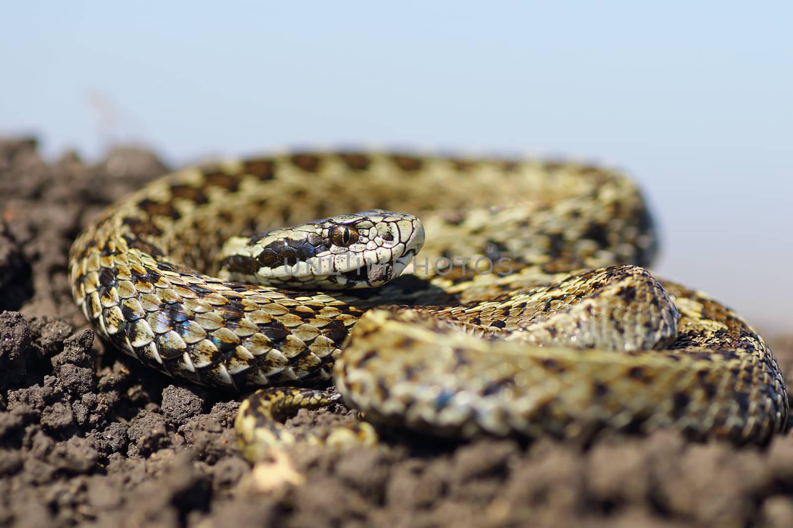 male meadow viper basking on ground by taviphoto