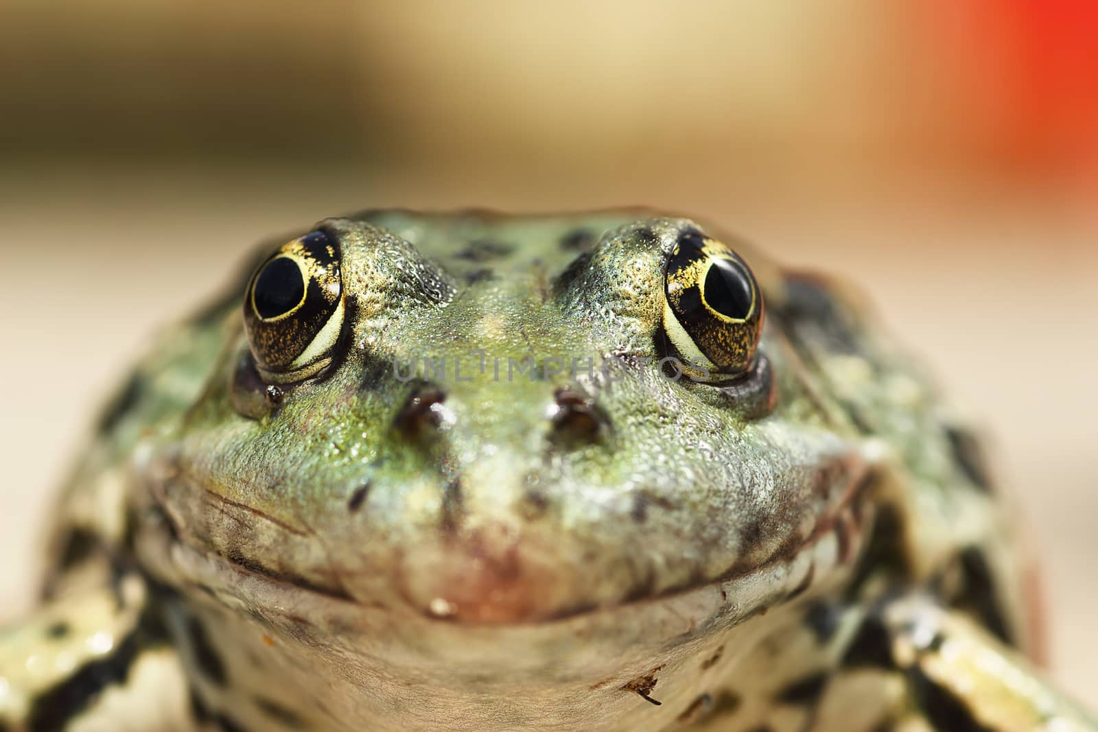 macro portrait of Pelophylax ridibundus, interesting angle of view on animal head ( the common european marsh frog )