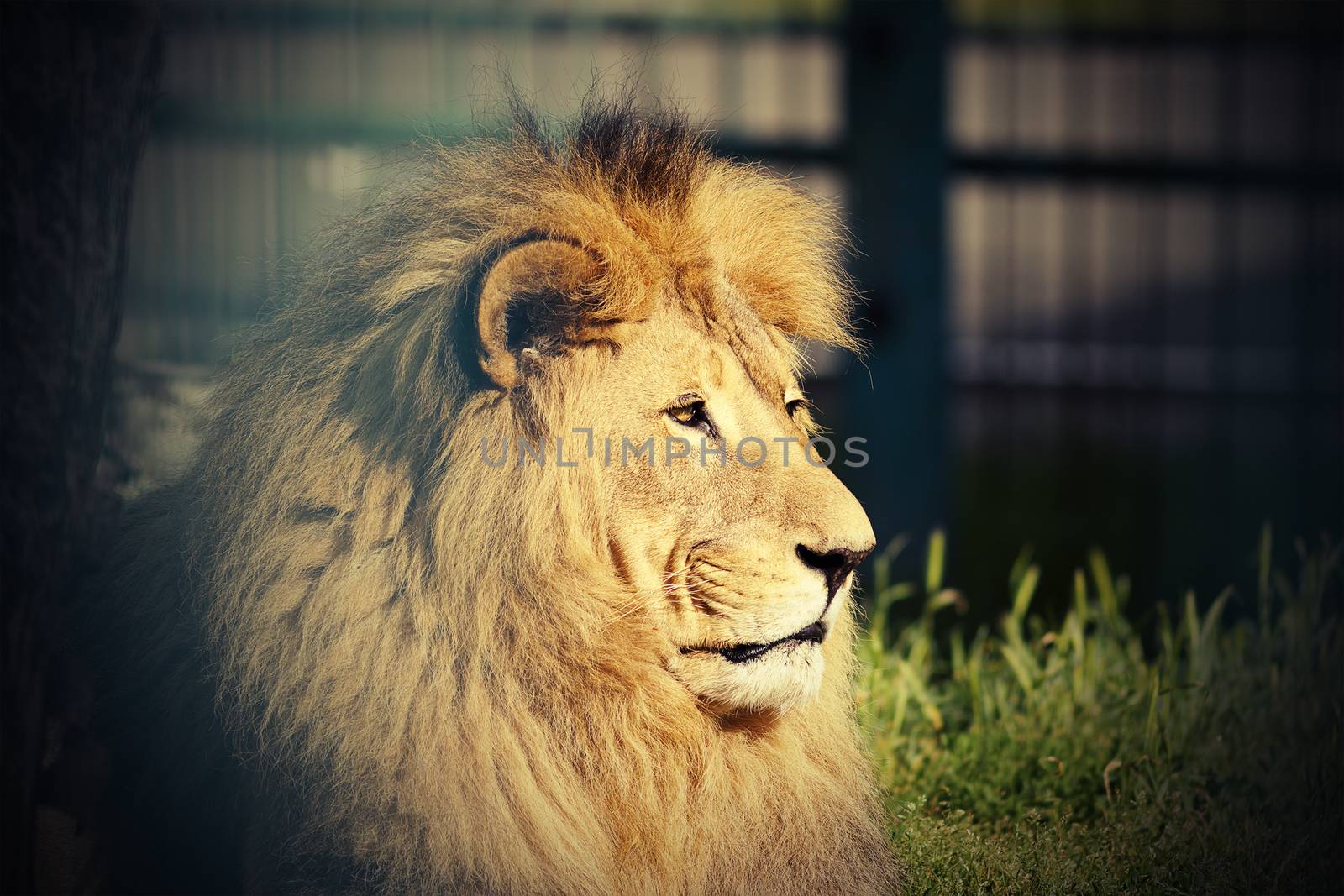 portrait of big lion by taviphoto
