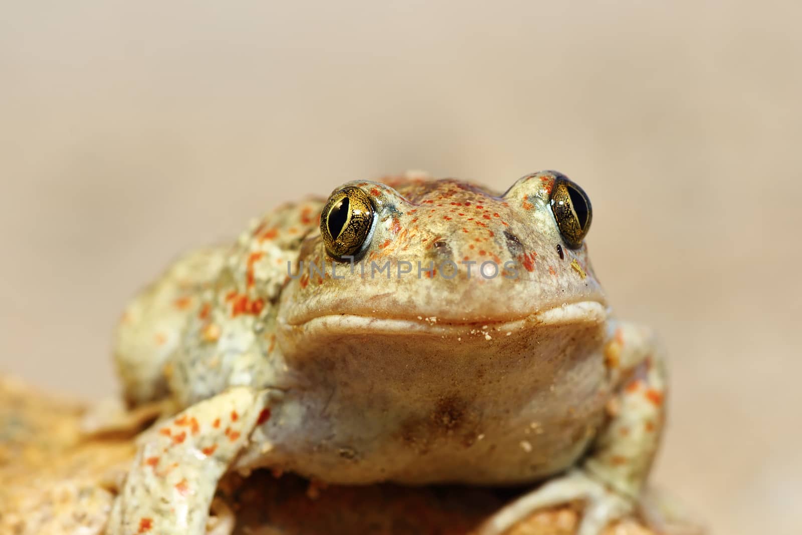 portrait of cute garlic toad by taviphoto