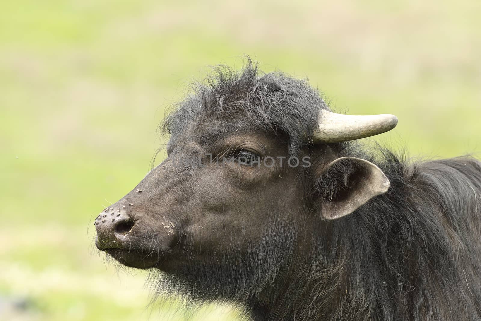 portrait of juvenile domestic  black bufffalo with nose full of flies ( Bubalus bubalis )