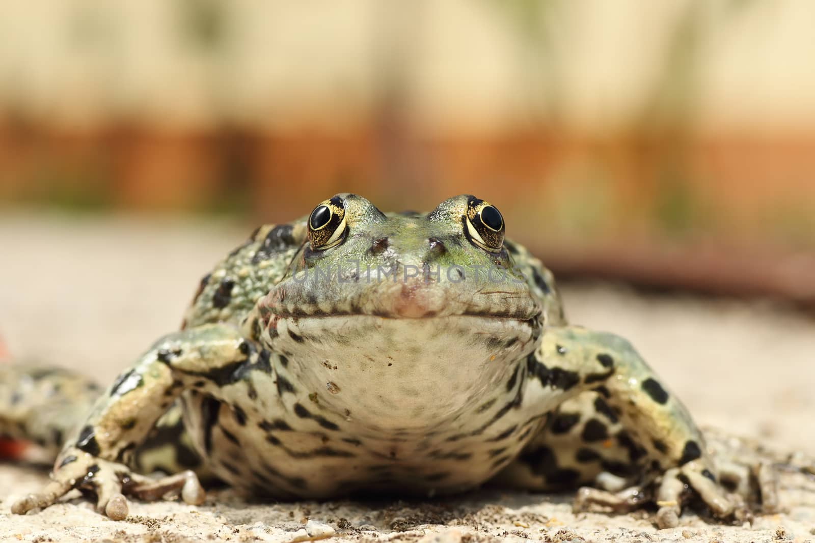 portrait of marsh frog by taviphoto