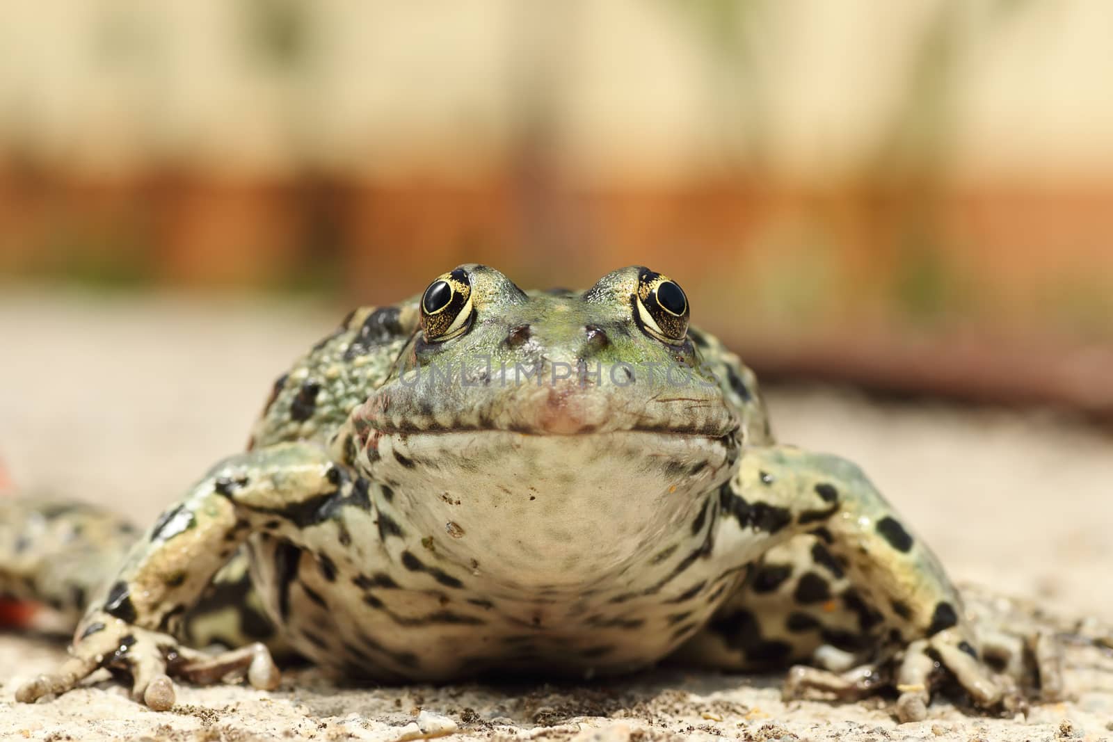 portrait of colorful marsh frog ( Pelophylax ridibundus )