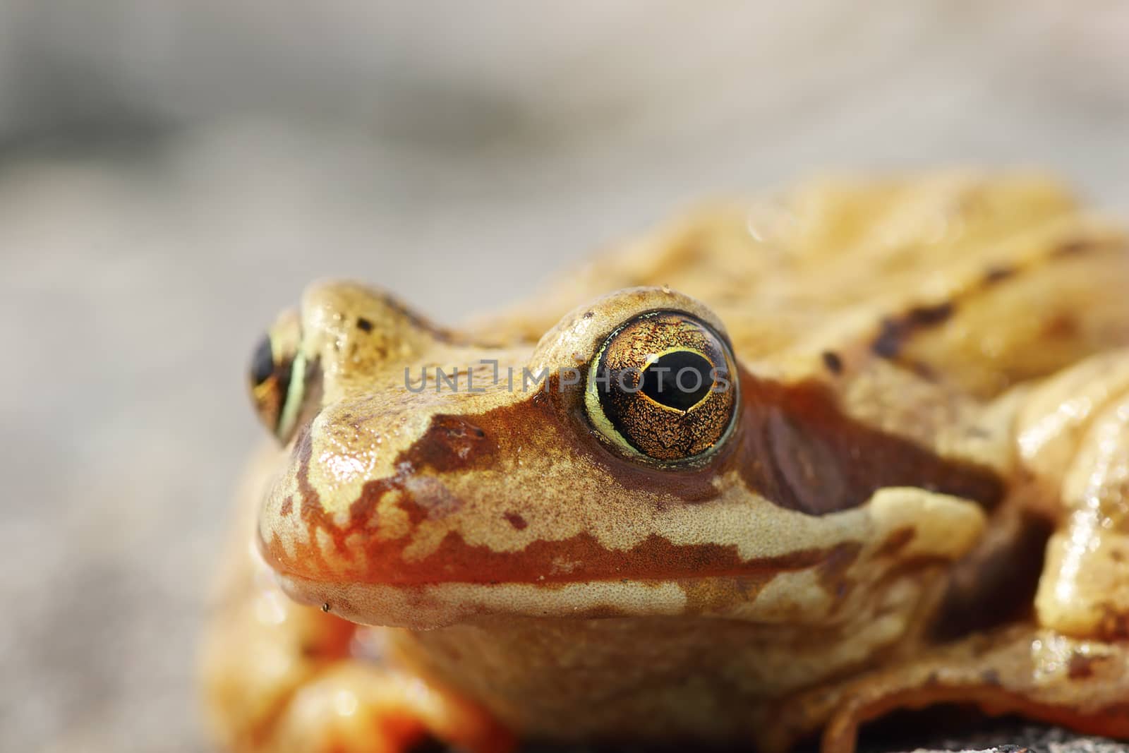 portrait of wild Rana temporaria, the european common brown frog