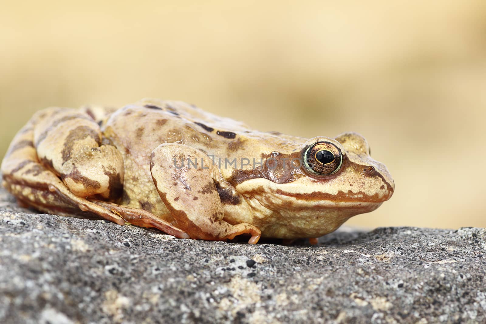 profile view of common brown frog by taviphoto