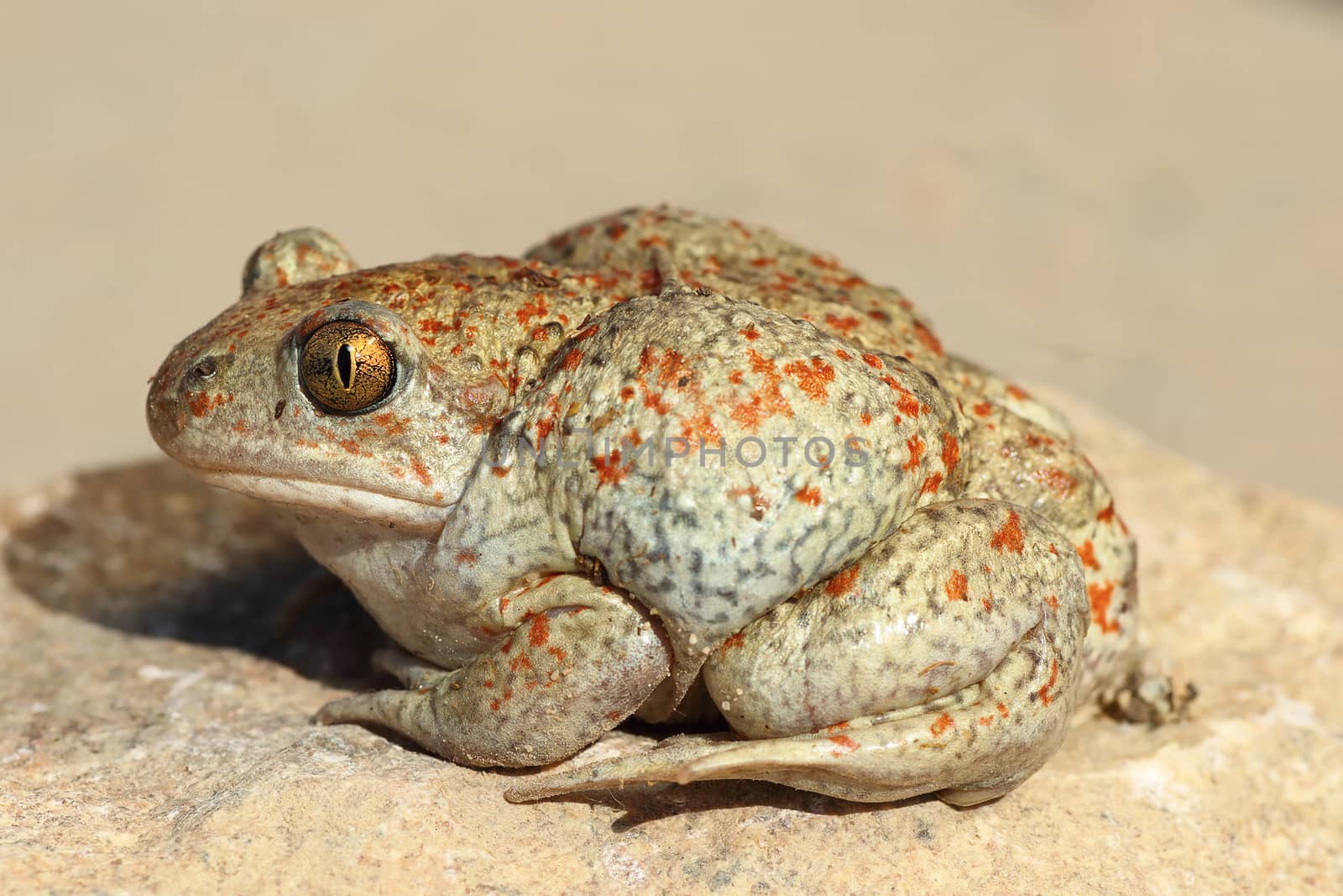 profile view of garlic toad ( Pelobates fuscus )