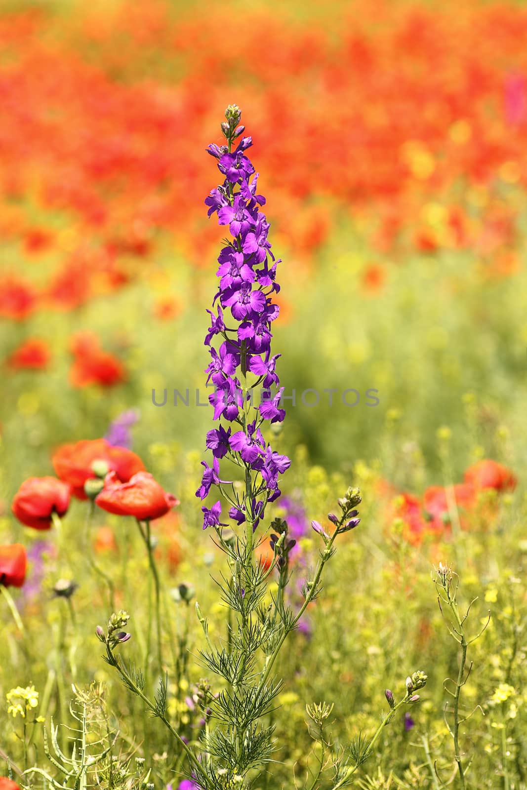 purple wild flower growing  in poppy field