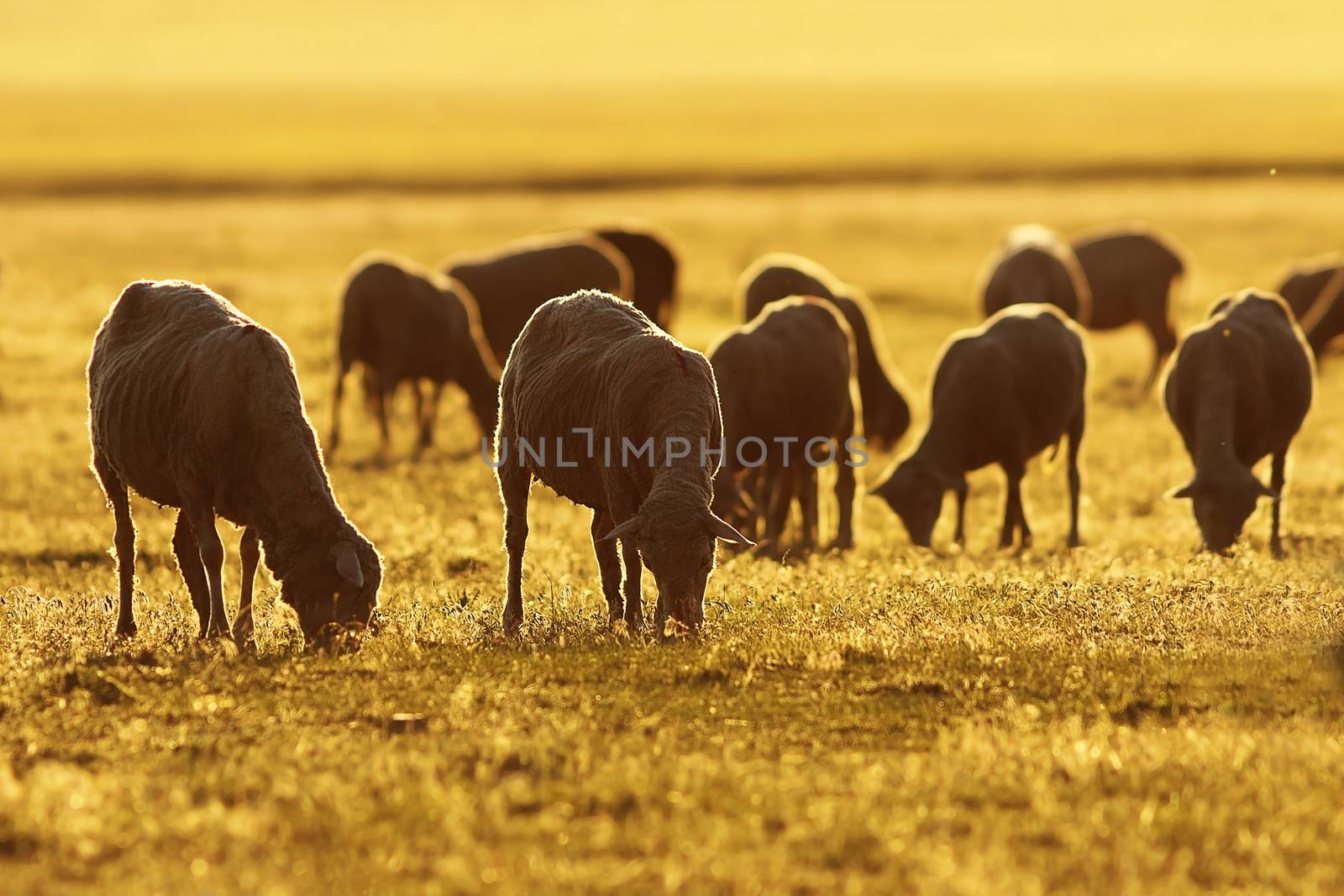 sheep herd in sunrise orange light, image taken near the farm at dawn