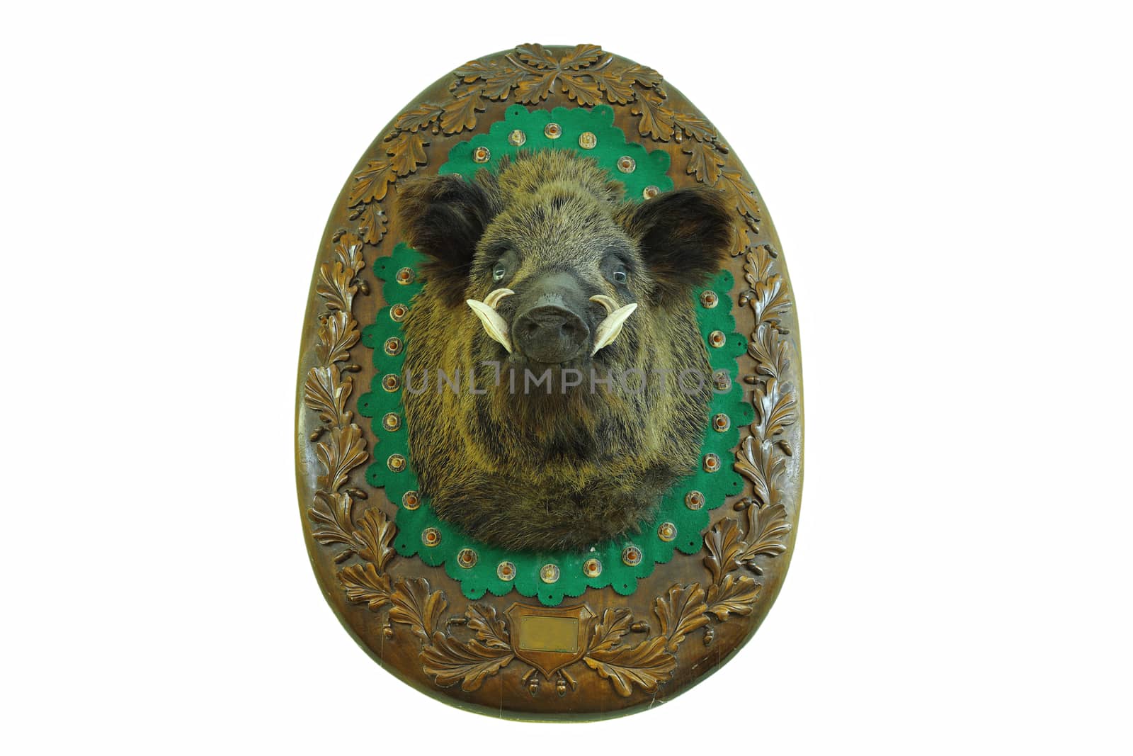 stuffed head of hunted wild boar ( Sus scrofa ), wall mount on wooden plate, taxidermy