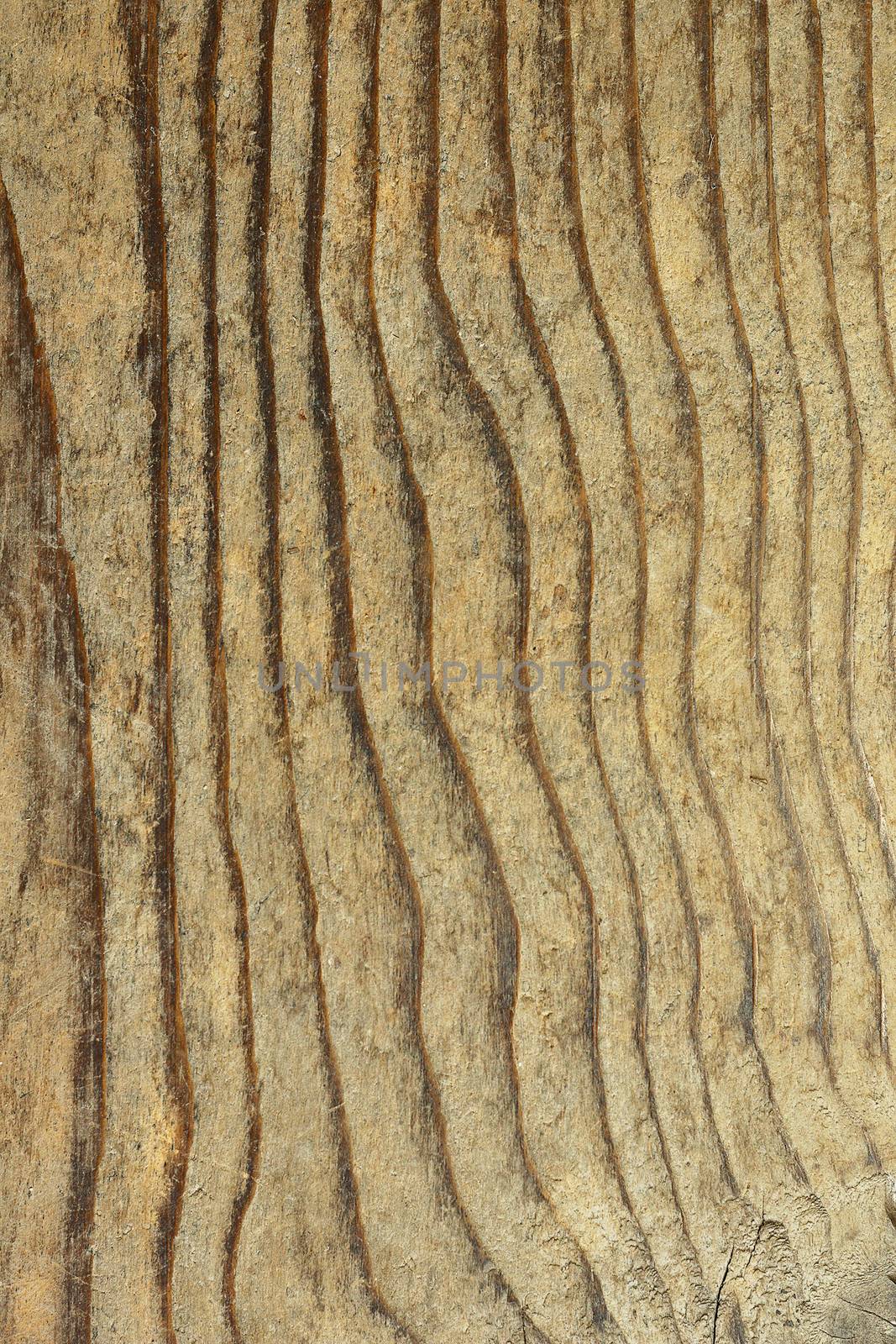 texture of fir plank by taviphoto