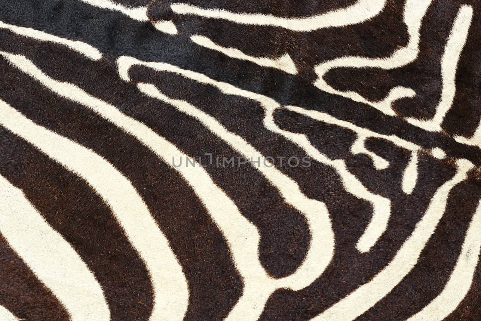 texture of wild zebra natural pelt by taviphoto