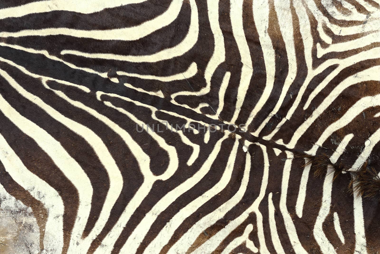 texture of zebra old pelt, detail on a hunted animal
