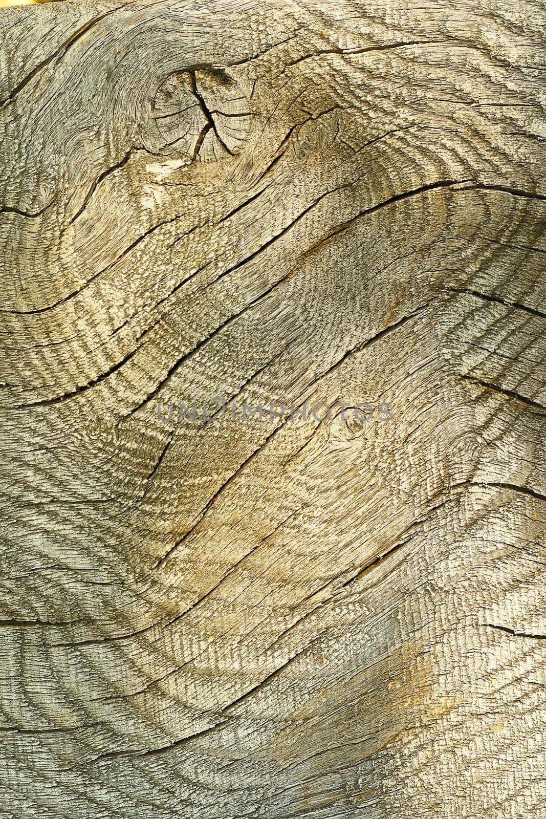 texture of wooden plank for your design by taviphoto