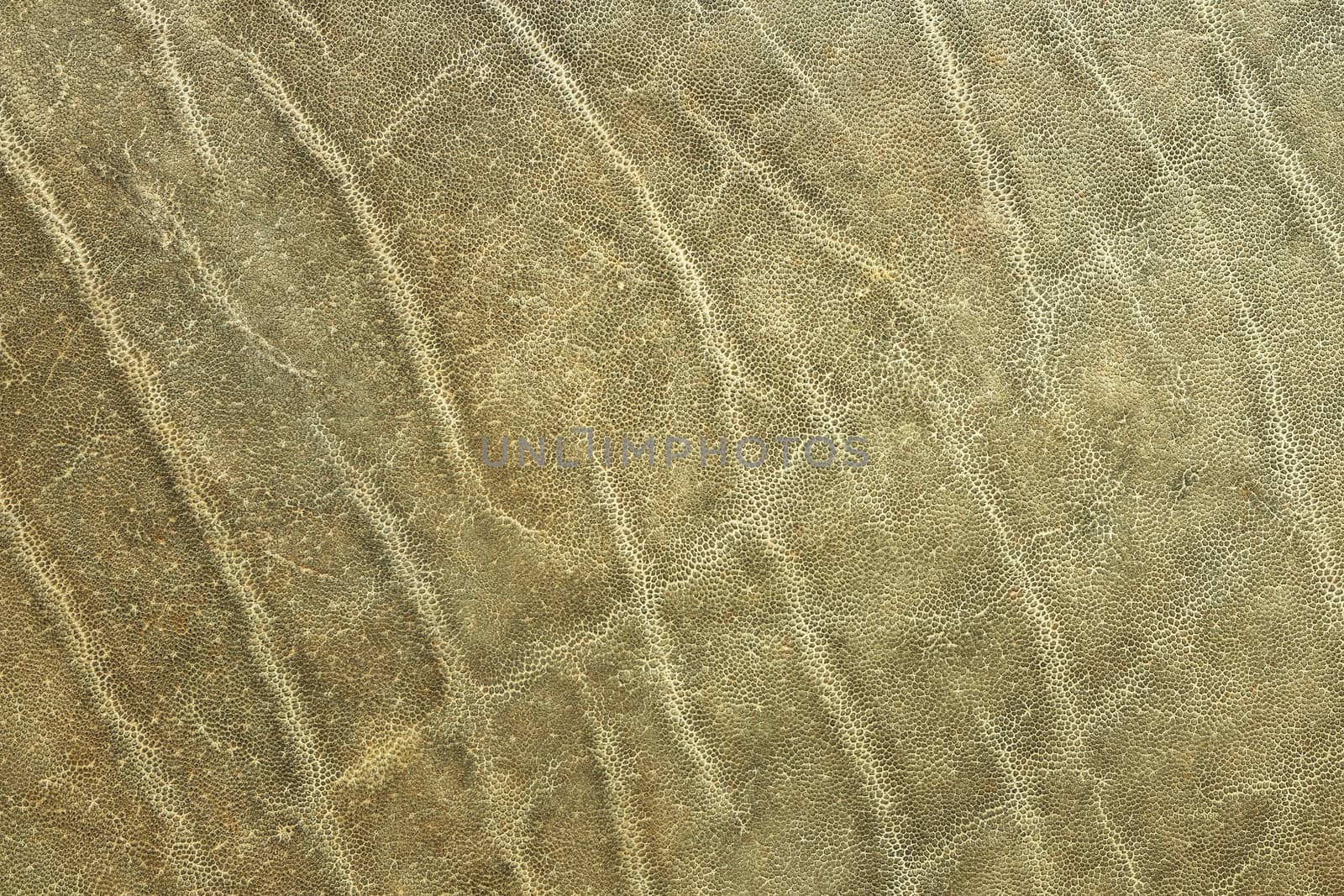 textured african elephant skin by taviphoto