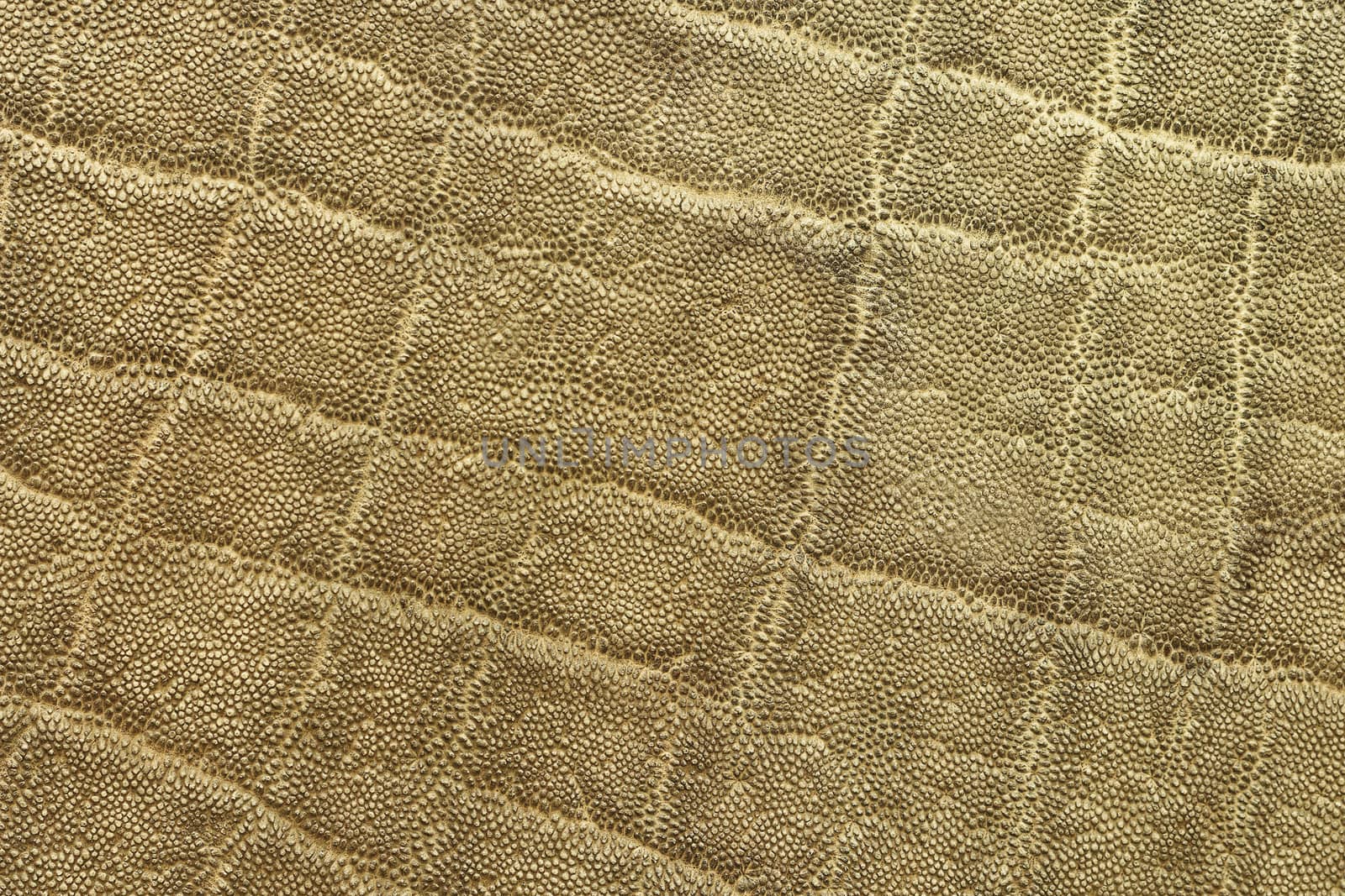 textured detail of african elephant pelt by taviphoto