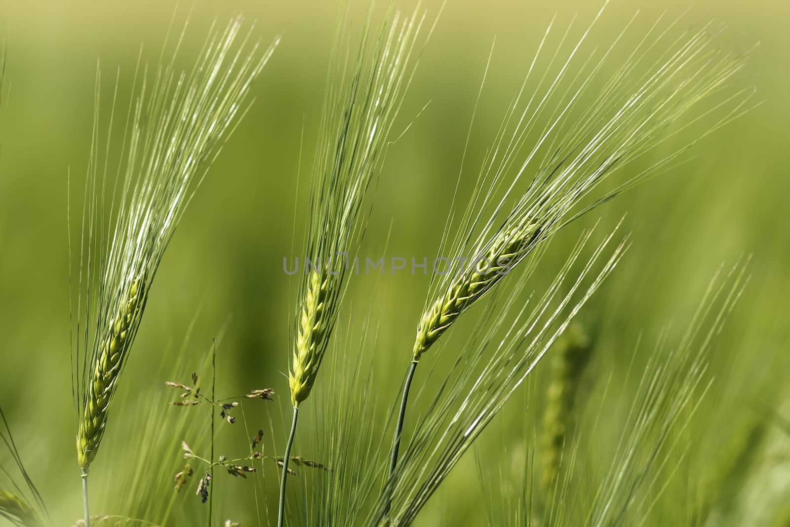 wheat spikes in spring, abstract view of agricultural field