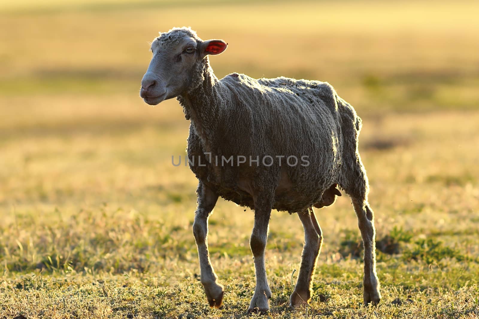 white sheep walking on meadow in sunset beautiful light