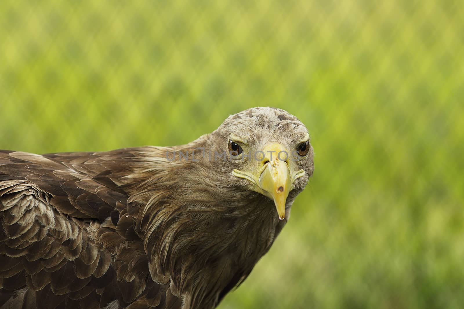 white tailed eagle portrait by taviphoto