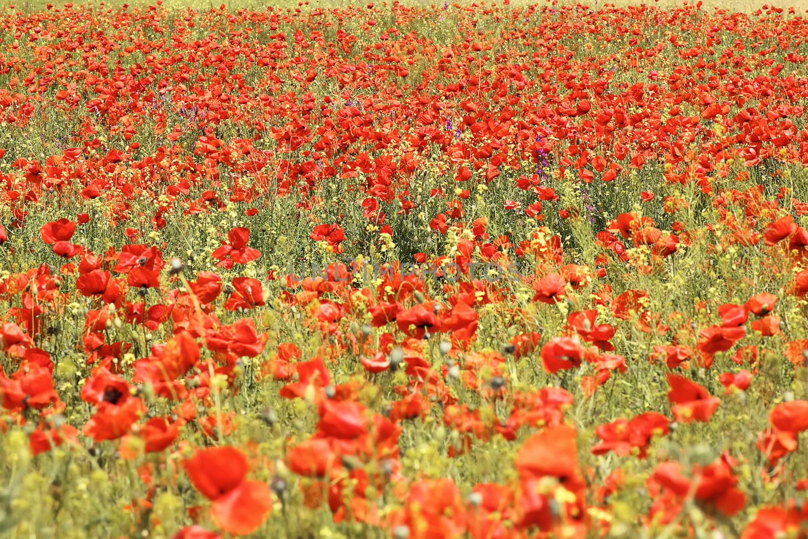 wild red poppies field by taviphoto