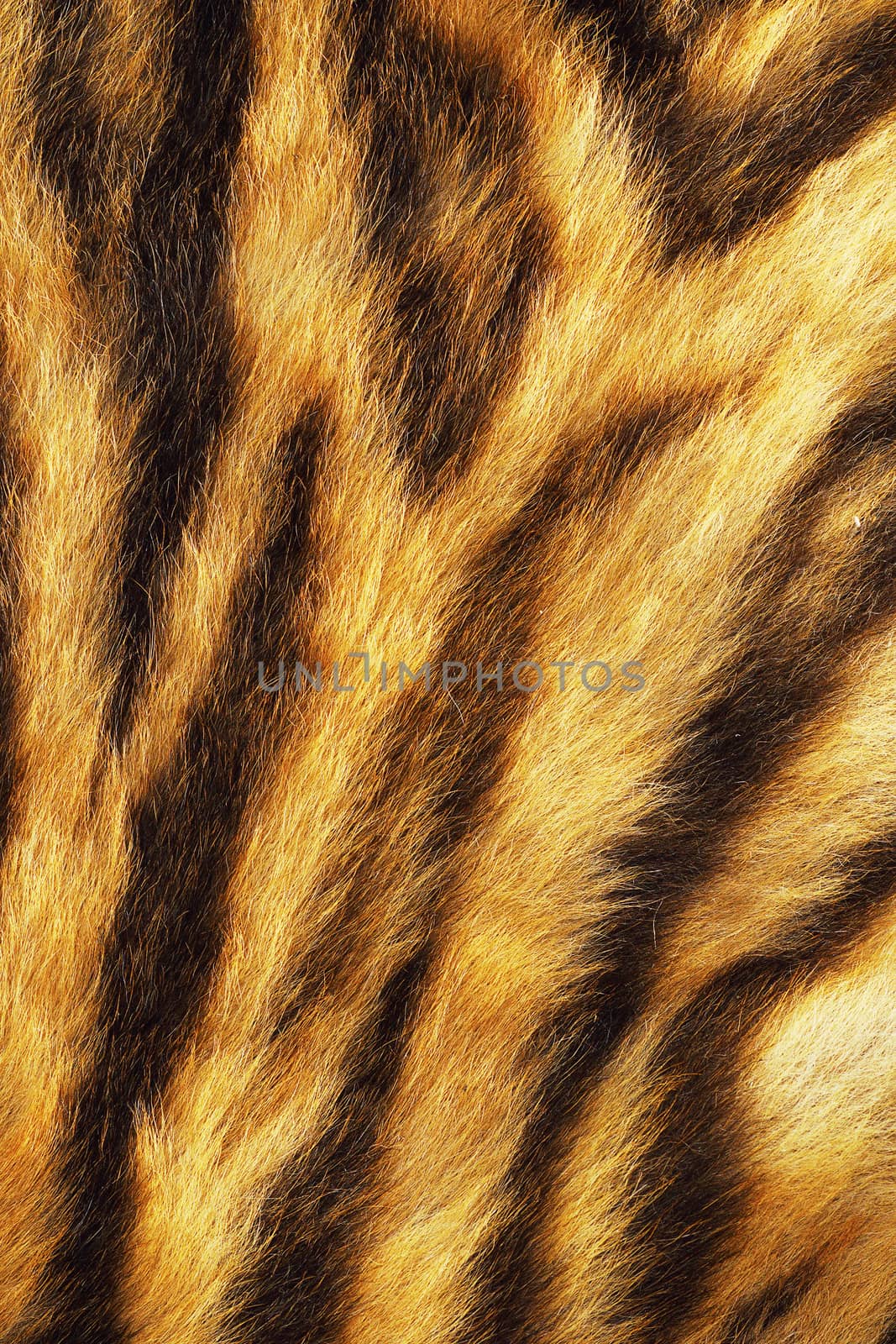 tiger stripes on real pelt, animal skin texture