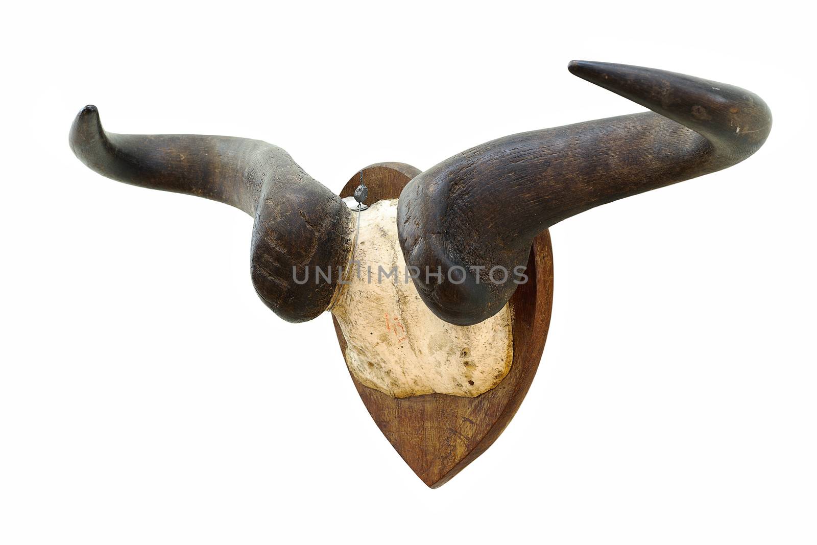 wildebeest hunting trophy by taviphoto