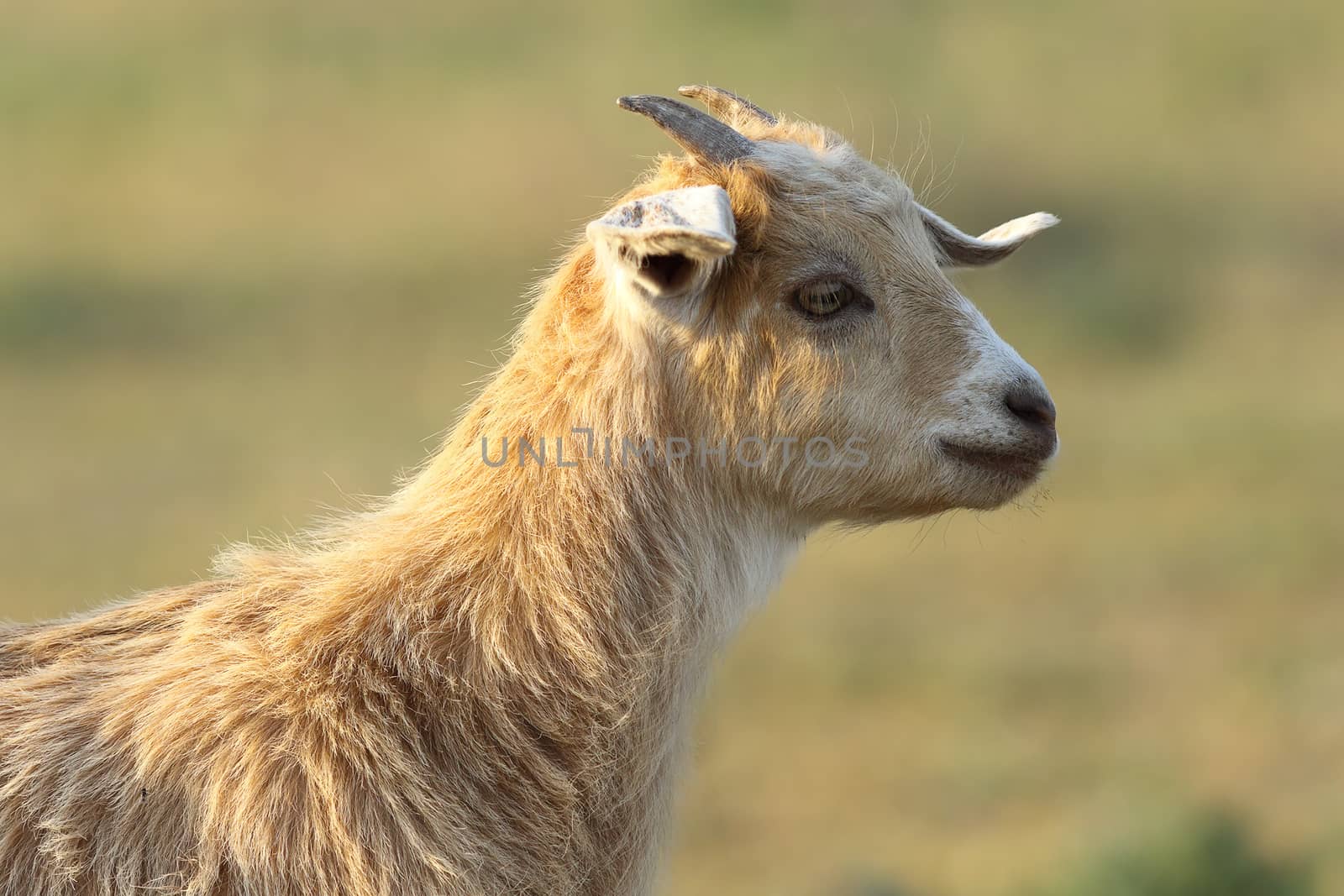 young cute goat portrait over out of focus background
