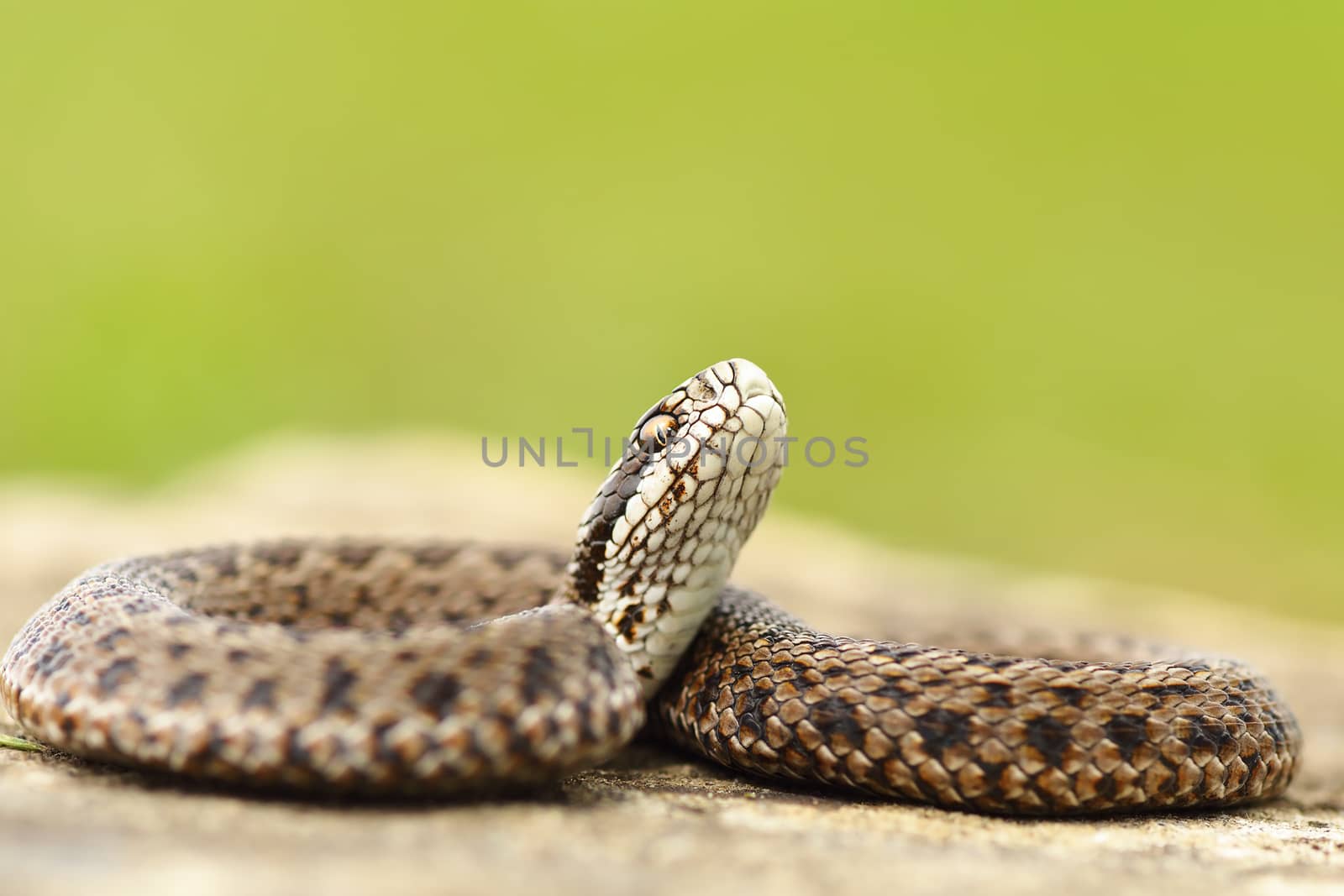 young meadow viper ready to bite by taviphoto