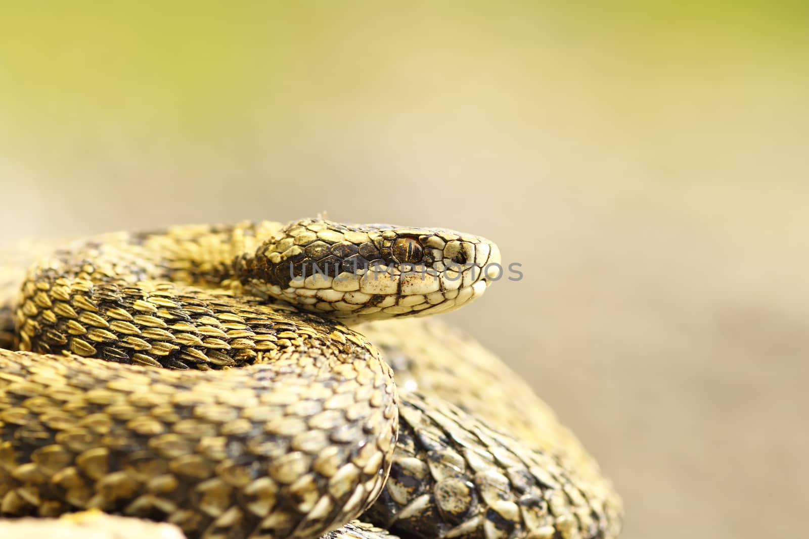 beautiful macro shot of meadow viper by taviphoto