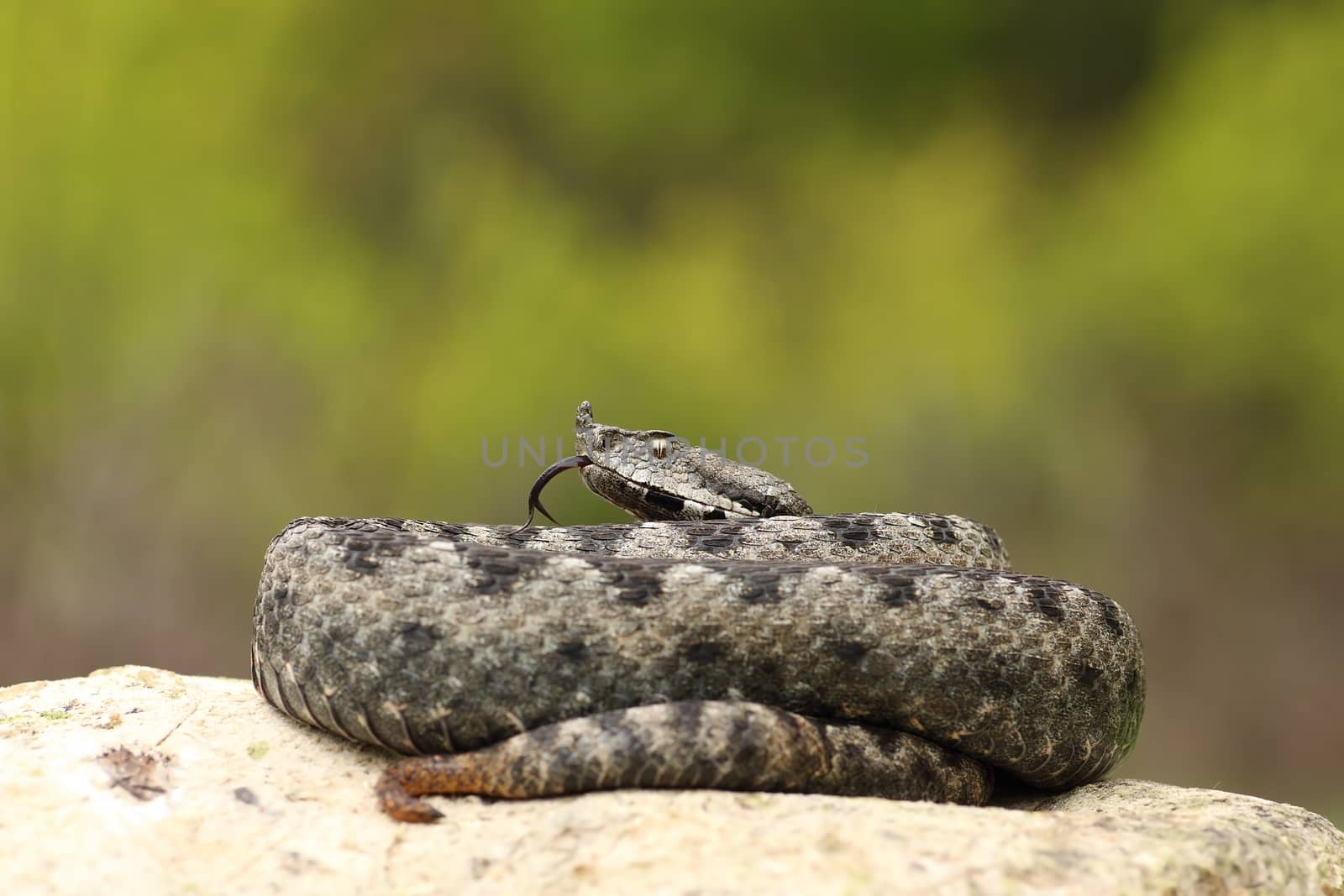 beautiful male nose horned viper on a rock ( Vipera ammodytes )