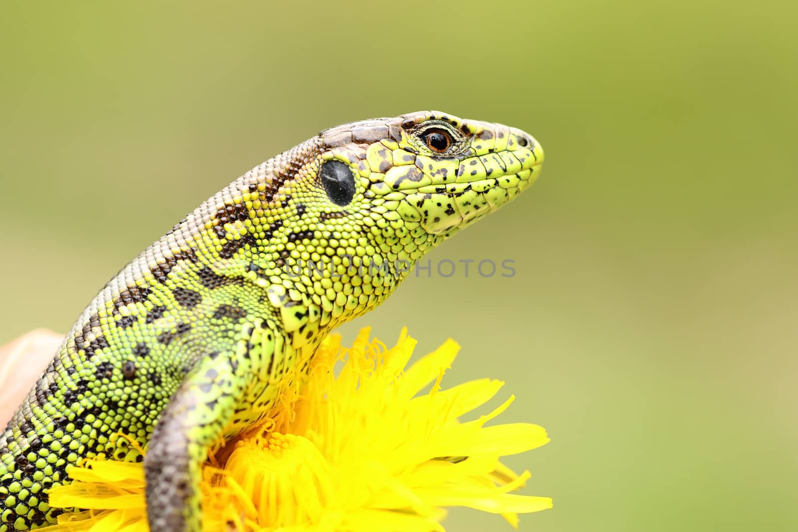 beautiful male sand lizard closeup ( Lacerta agilis ), standing on yellow dandelion