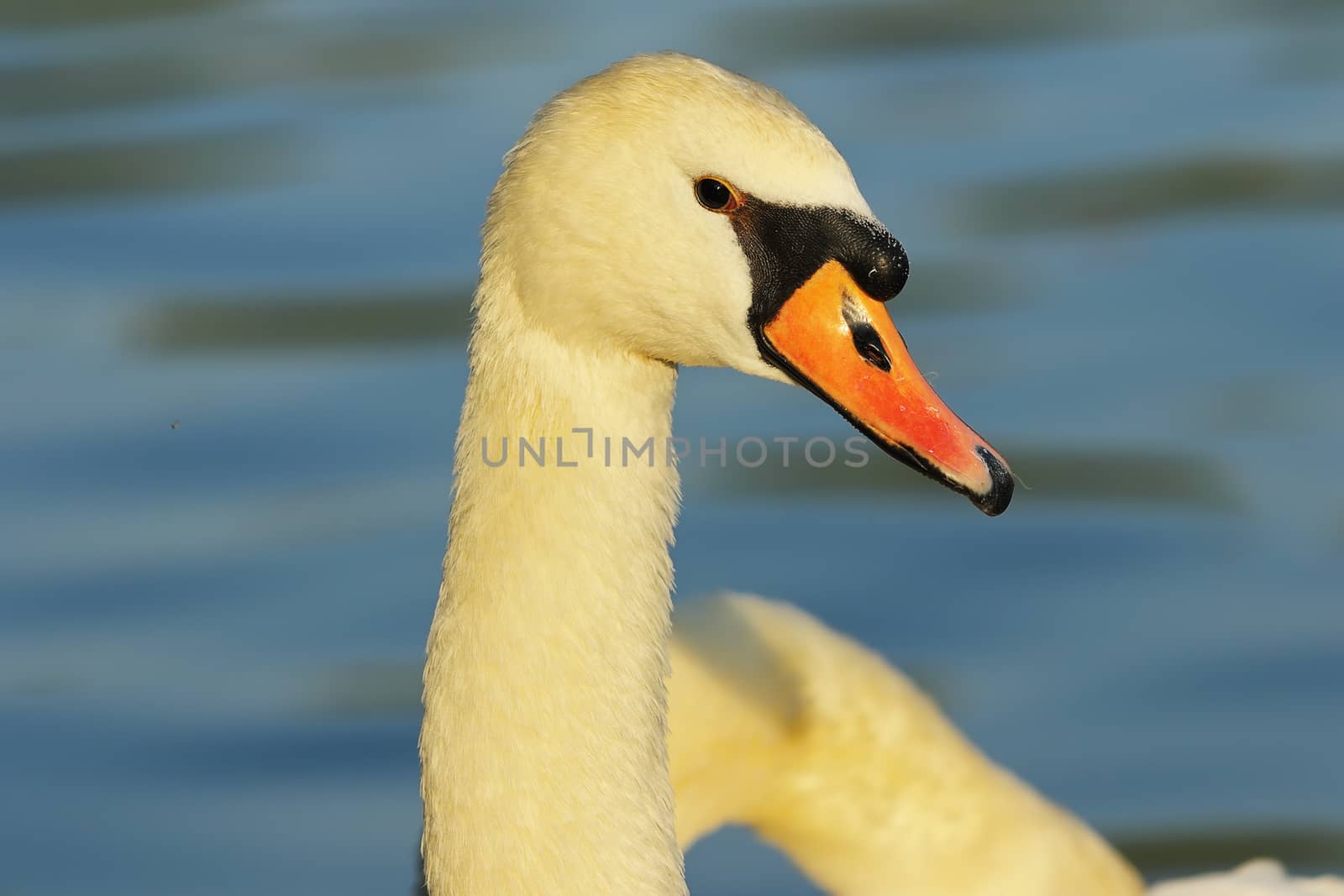 beautiful mute swan portrait over blue out of focus portrait ( Cygnus olor )