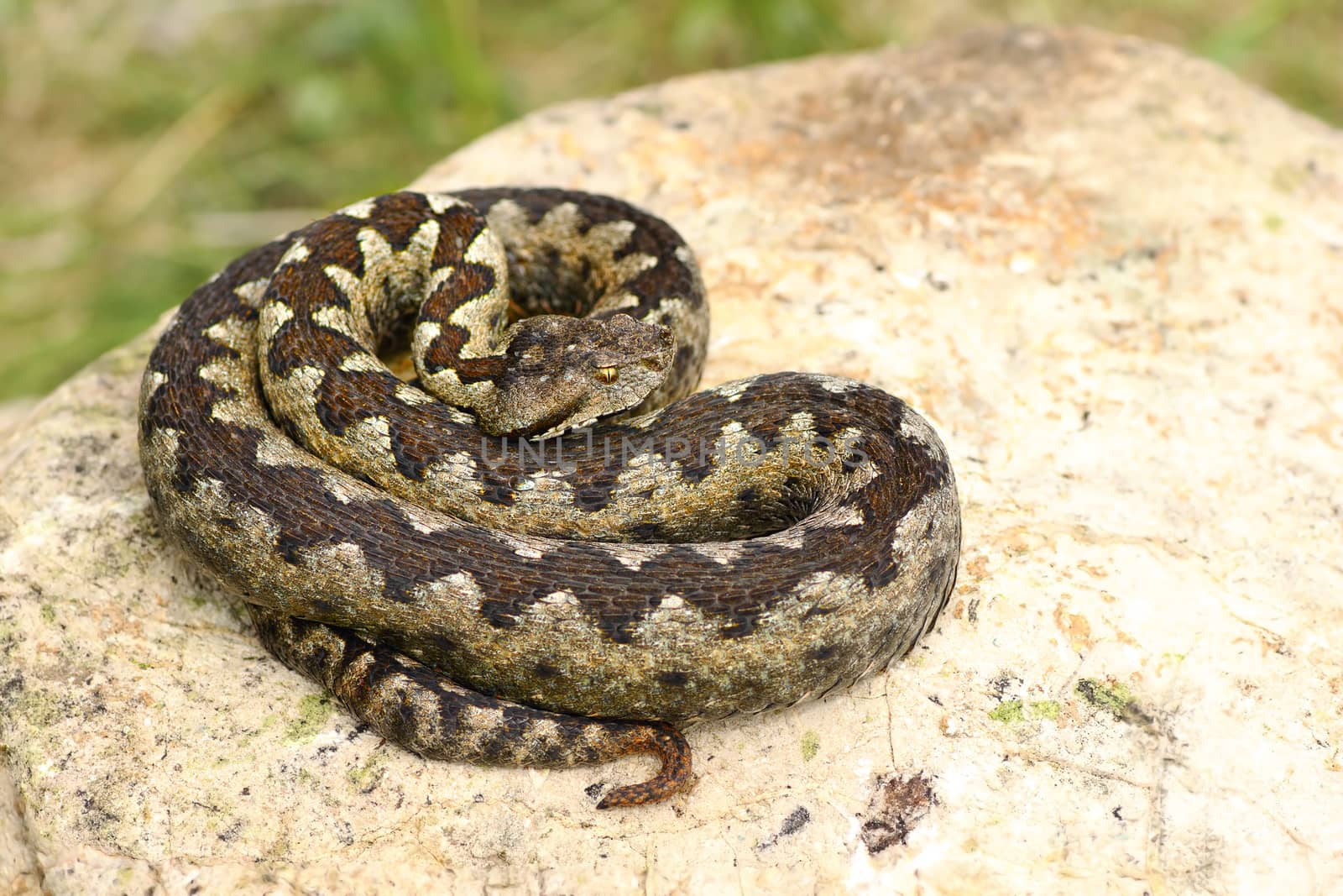 beautiful venomous european snake basking on lime stone, the nose horned viper ( VIpera ammodytes )