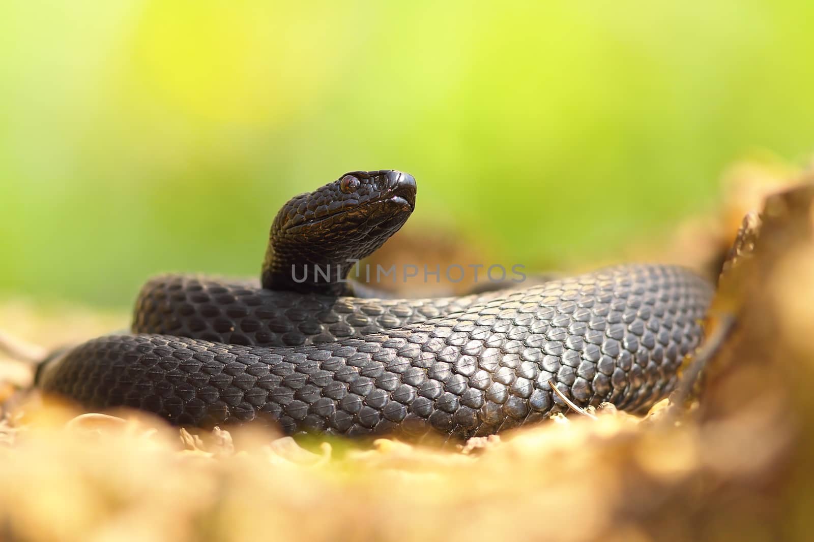 black nicolsky adder basking on the forest ground  ( Vipera berus nikolskii )