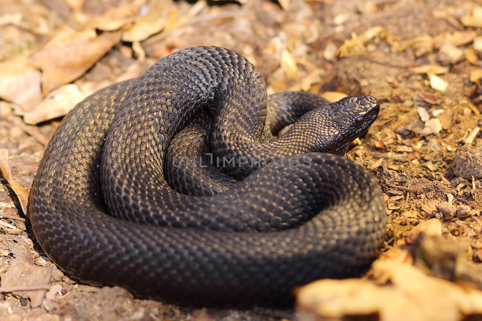 black nikolsky adder basking on forest ground ( Vipera berus nikolskii )