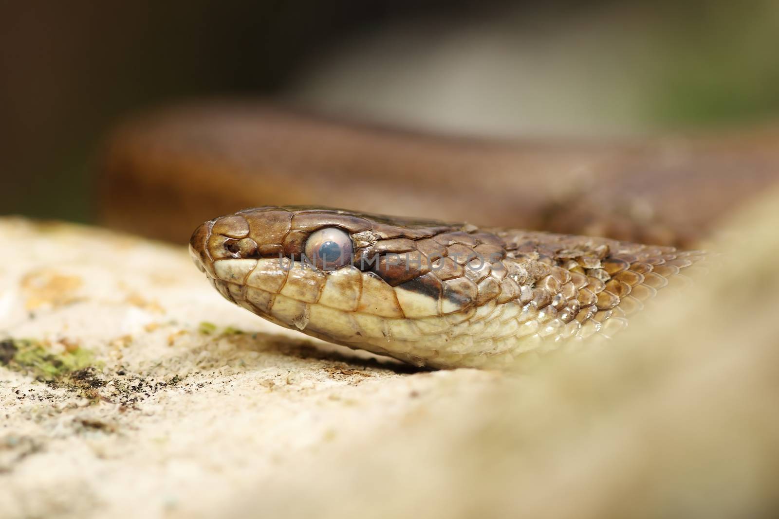 close up of a smooth snake by taviphoto