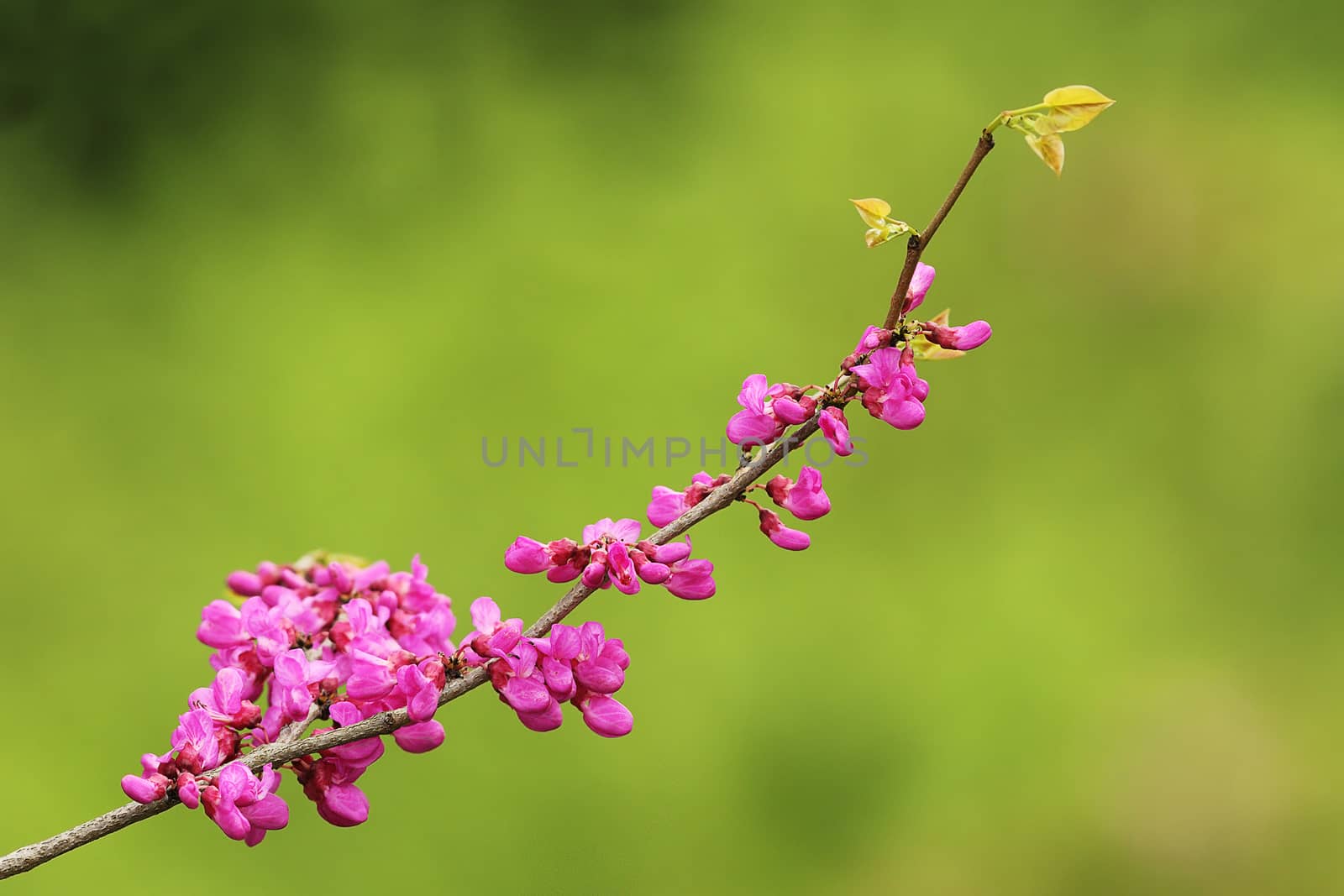 cherry tree twig in bloom over green out of focus background