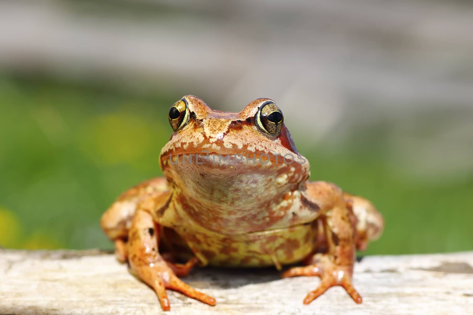 close up of european common frog by taviphoto