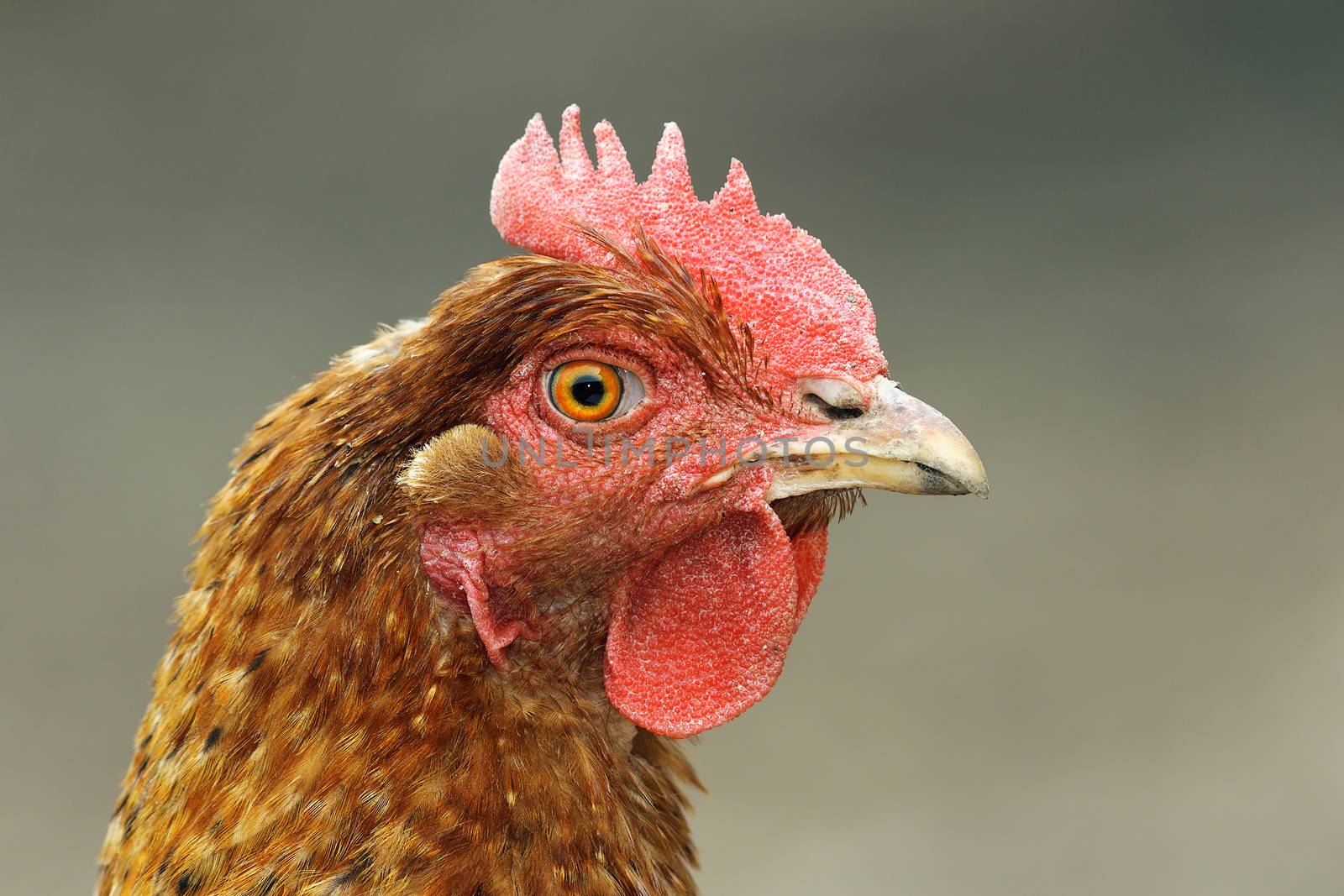 close up of brown hen head, bird portrait at the farm
