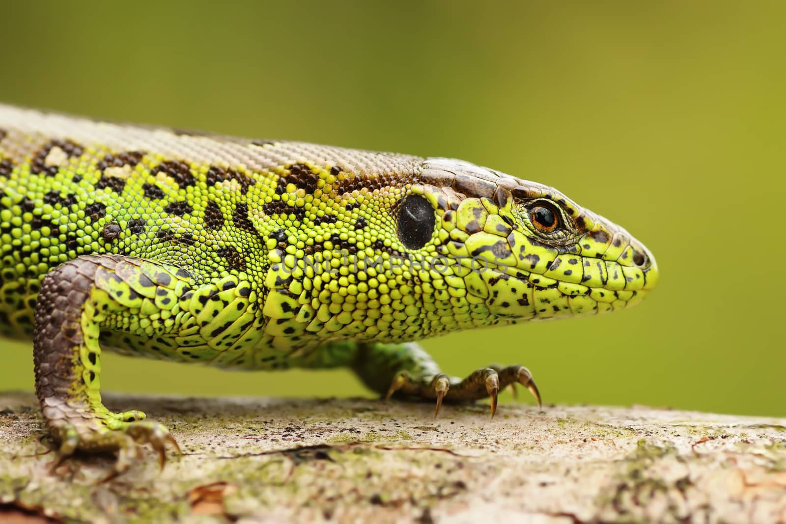 close up of male sand lizard by taviphoto