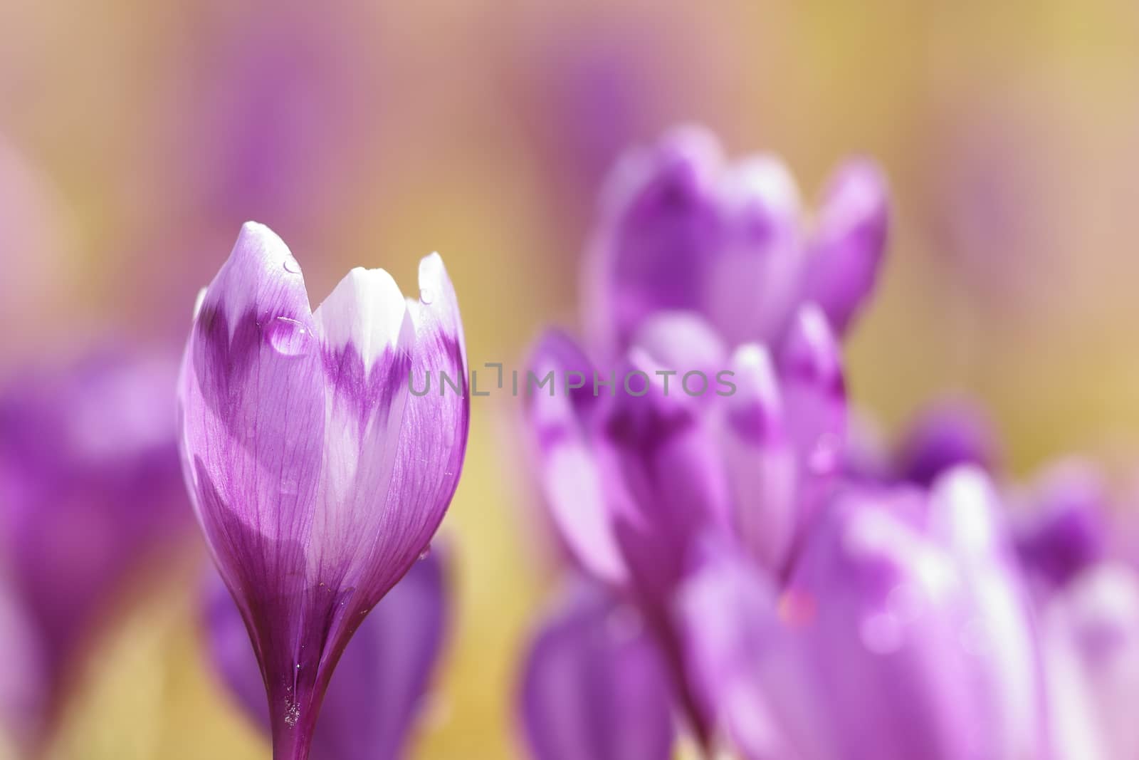 close up of pink spring crocuses ( Crocus sativus, wild flowers growing on mountain meadow )