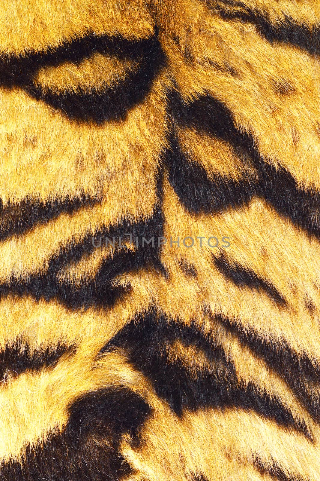 close up of tiger stripes on real fur by taviphoto
