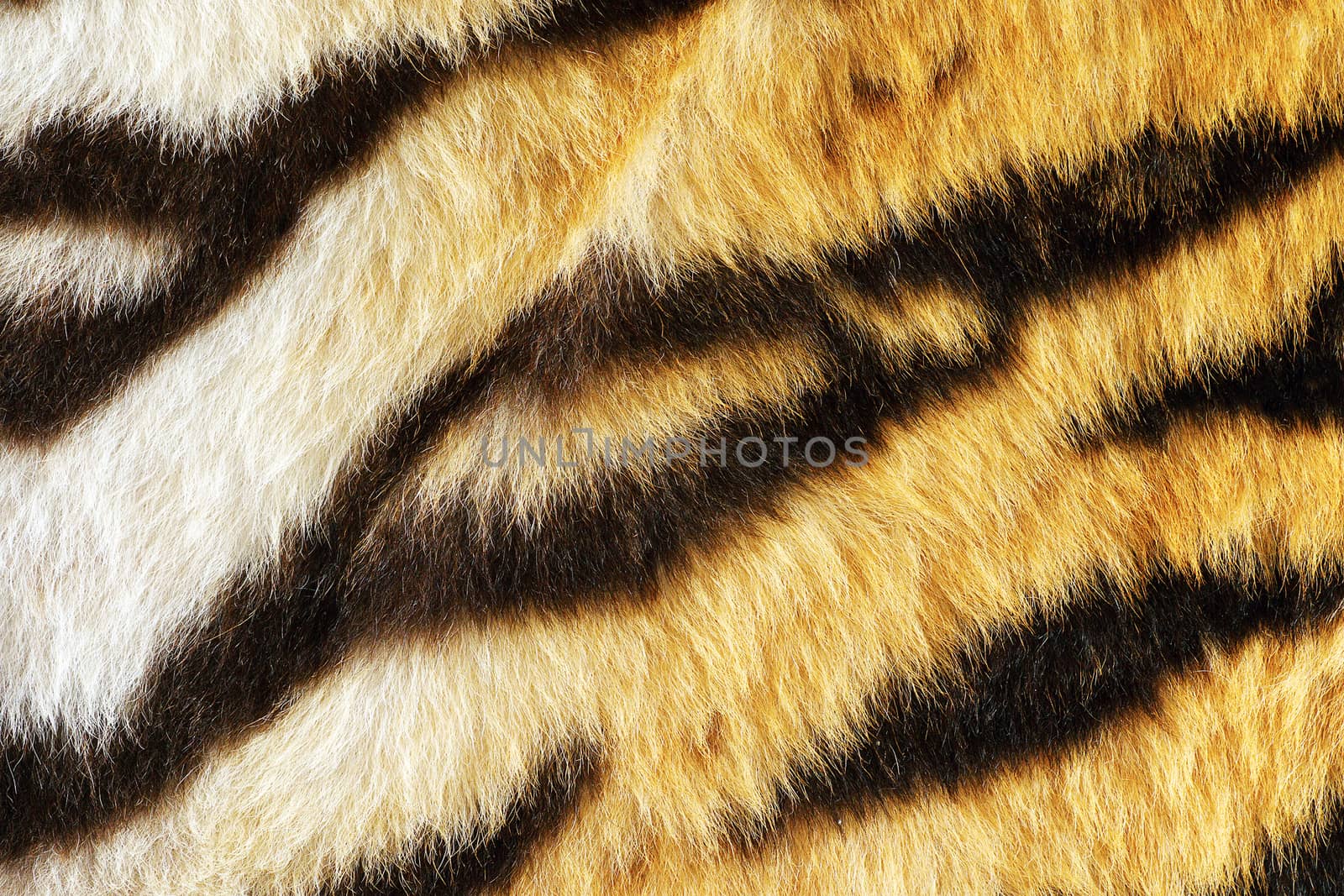 closeup of tiger fur with beautiful stripes, real texture of animal pelt
