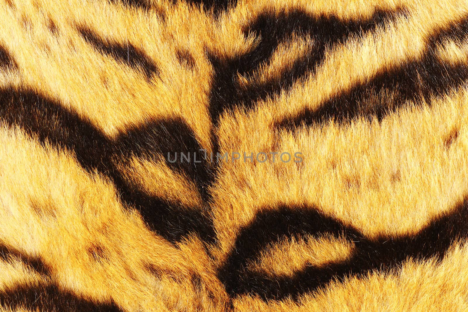 close up of tiger black stripes on fur, animal pelt real texture