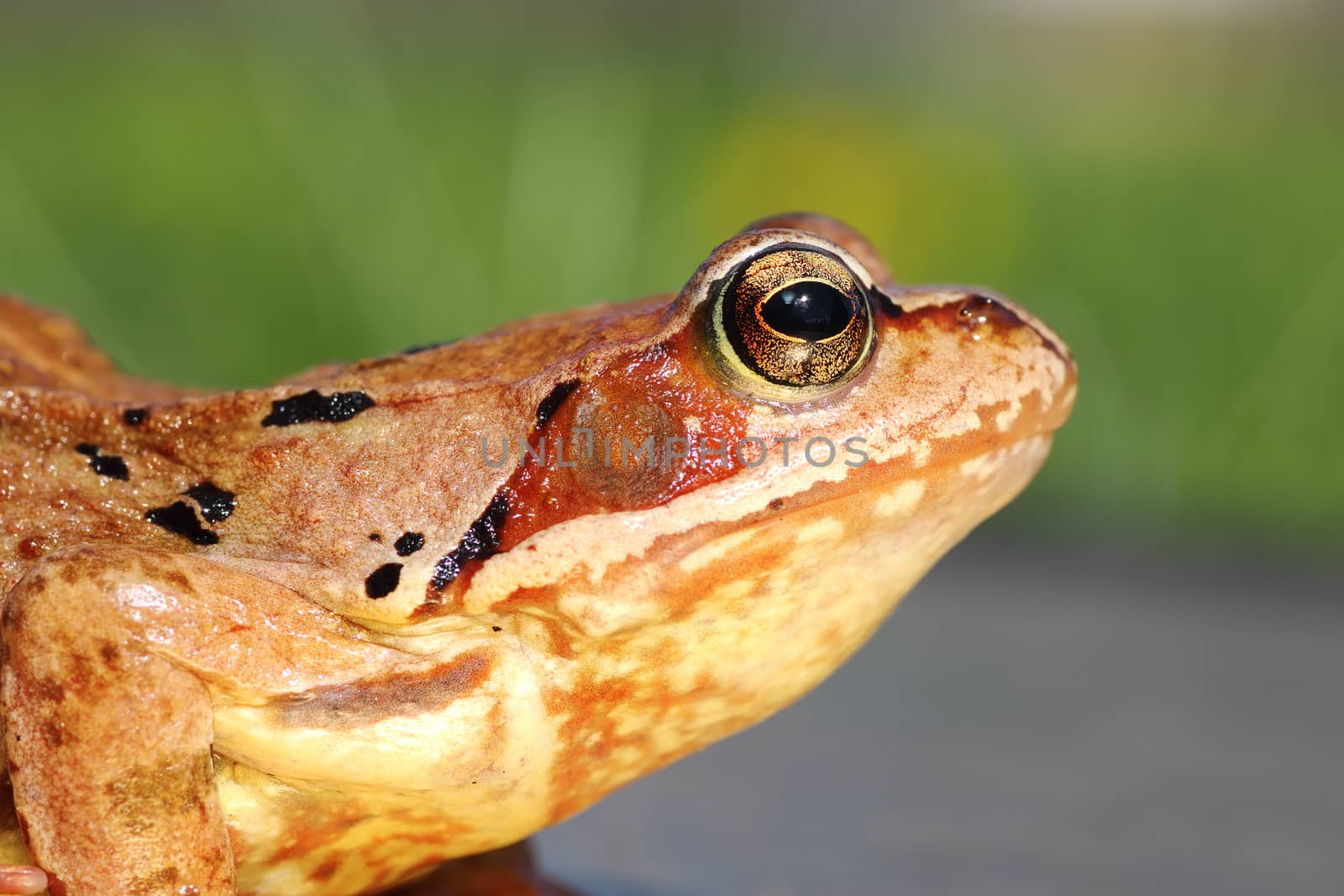 common european frog profile view ( Rana temporaria )