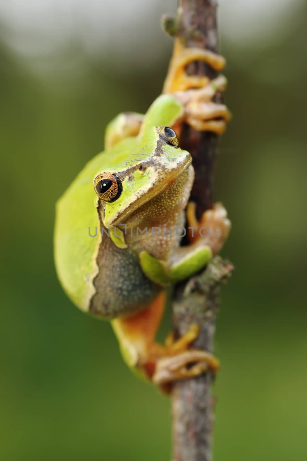 cute european green tree frog by taviphoto
