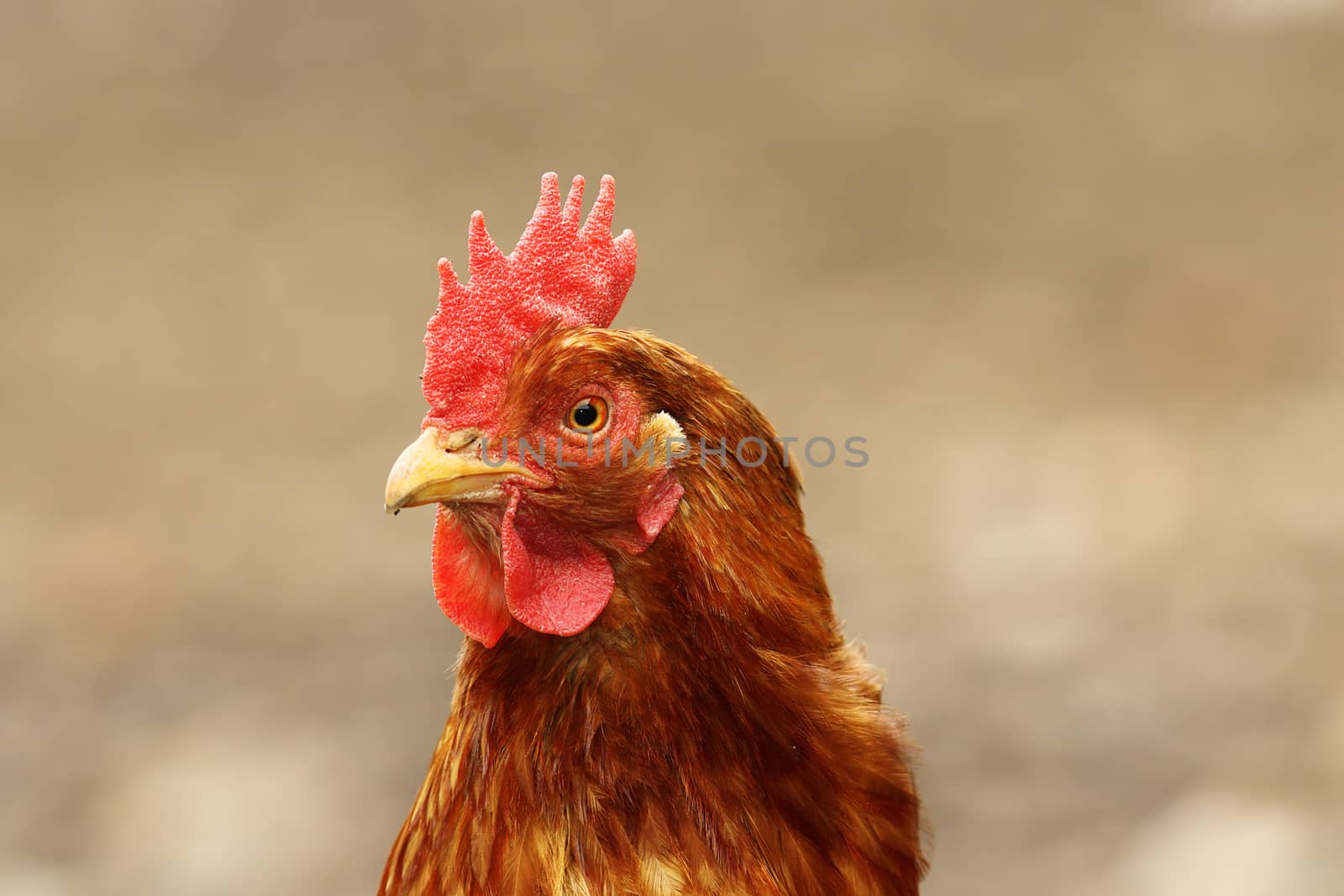 cute hen portrait  over out of focus background
