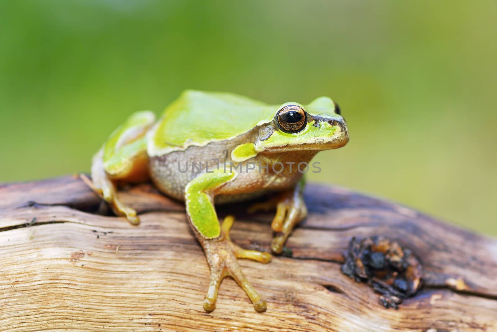 cute little green tree frog ( Hyla arborea ) standing on wooden stump